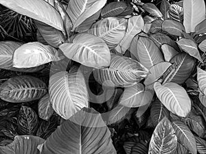 Dieffenbachia seguine green paddle shaped leaves in black and white