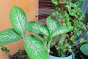 Dieffenbachia seguine photo Plant