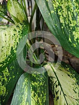 Dieffenbachia Seguine, tropical plants with beautiful texture green leaves.