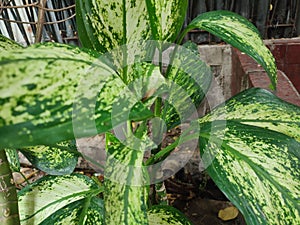 Dieffenbachia Seguine, tropical plants with beautiful texture green leaves.