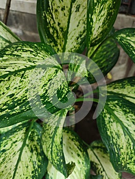 Dieffenbachia Seguine, tropical plants with beautiful texture green leaves.