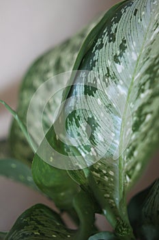 Dieffenbachia snow 0294