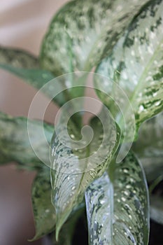 Dieffenbachia snow 0296