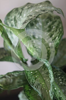 Dieffenbachia snow 0518