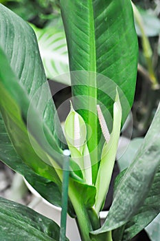 Dieffenbachia sp, flower or Wilsons Delight or Dieffenbachia plant and flower photo