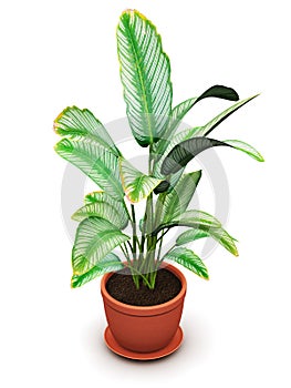Dieffenbachia tropical flowering plant in flower pot