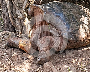 Diego, a giant tortoise at the Charles Darwin Research Center located in Puerto Ayora, Santa Cruz Island.