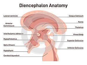 Diencephalon. Region of human neural tube that gives rise to anterior