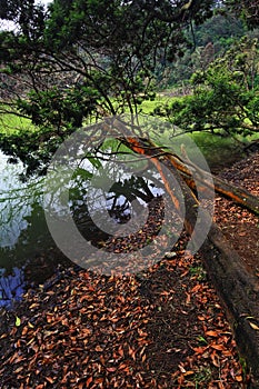 Dieng Highland Telaga Warna Greenish Sulphuric Lake