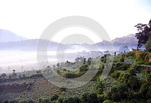 Dieng plateau wonosobo central Java Indonesia with morning mist surface the Farmfield 