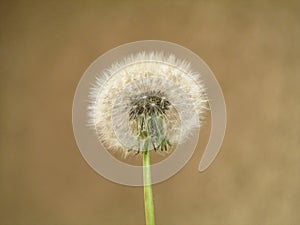Diente de Leon ,  beautiful dandelion