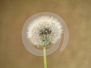 Diente de Leon ,  beautiful dandelion photo