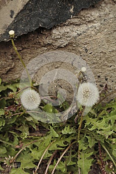 Diente de LeÃÂ³n en pared de Adobe, Vertical photo