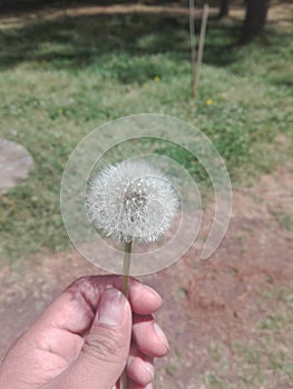 Dandelion