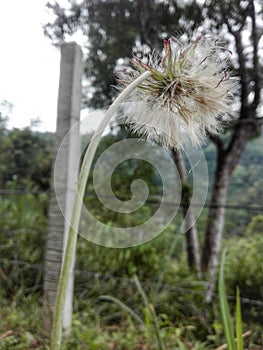 Diente de leÃÂ³n photo