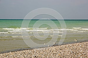 Dieppe beach, seagulls. Normandy, Seine-Maritime France