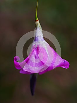 Dierama Flower