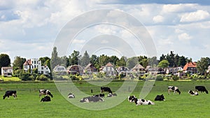 Dieren cows Holland photo