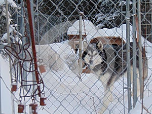 Diesel Power protected by fences and an angel