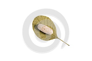 Dietary supplements in tablets lie on a leaf from a tree. isolated object