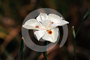 Dietes bicolor, the African iris, fortnight lily or yellow wild iris flower. Guasca, Cundinamarca Department, Colombia