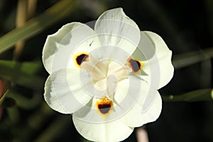 Dietes bicolor, Butterfly flag