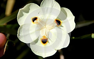 Dietes bicolor, Butterfly flag