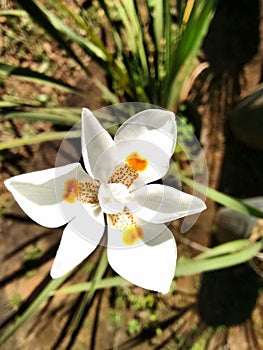 Dietes