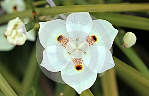 Dietes bicolor, Butterfly flag