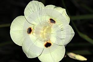 Dietes bicolor, Butterfly flag