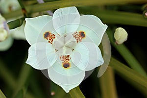 Dietes bicolor, Butterfly flag