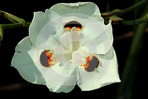 Dietes bicolor, Butterfly flag