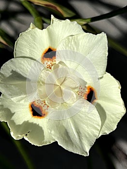 Dietes bicolor, Butterfly flag