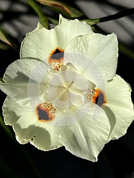 Dietes bicolor, Butterfly flag