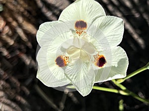 Dietes bicolor, Butterfly flag