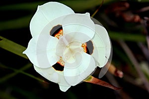 Dietes bicolor, Butterfly flag