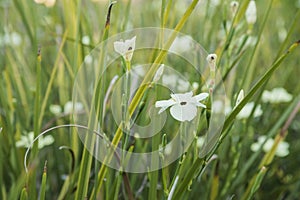 Dietes bicolor, commonly known as African iris or fortnight lily photo