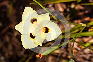 dietes bicolor flower
