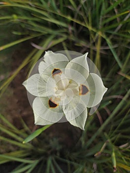 Dietes bicolor flower in Bandung city