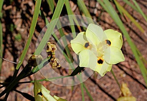 Dietes bicolor, African iris or fortnight lily photo