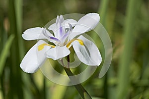 Dietes Grandiflora flower, Large Wild Iris, Fairy Iris