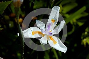 Dietes grandiflora large wild iris, fairy tale iris after tropical rain.