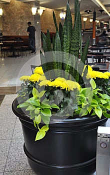 Diferent flowers Jardiniere in the Eating Zone inside Brookfield Place in Toronto