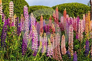 Diferent lupinus flowers and colours in Ushuaia, Argentina photo