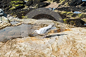 Diferents views of thea seagull in St. Andrews beach in his bay, next the famous golf field.