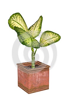 Diffenbachia in a pot - a plant of a genus that includes dumb cane and its relatives