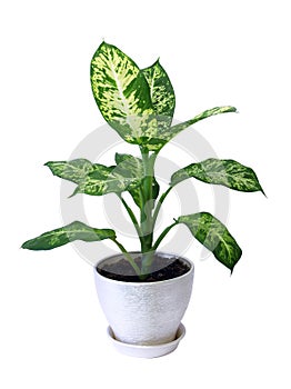 Diffenbahia or Dieffenbachia