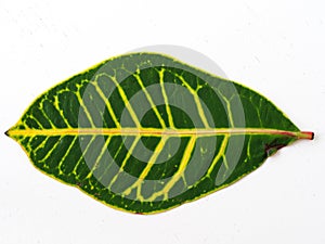 Diffenbahya plant leaf