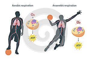 Difference between aerobic and anaerobic respiration