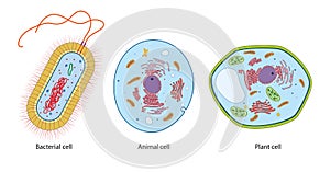 Difference between bacteria, animal and plant cells
